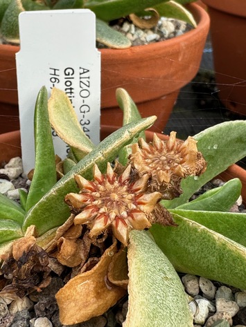 preview Glottiphyllum longum (Haw.) N.E.Br.